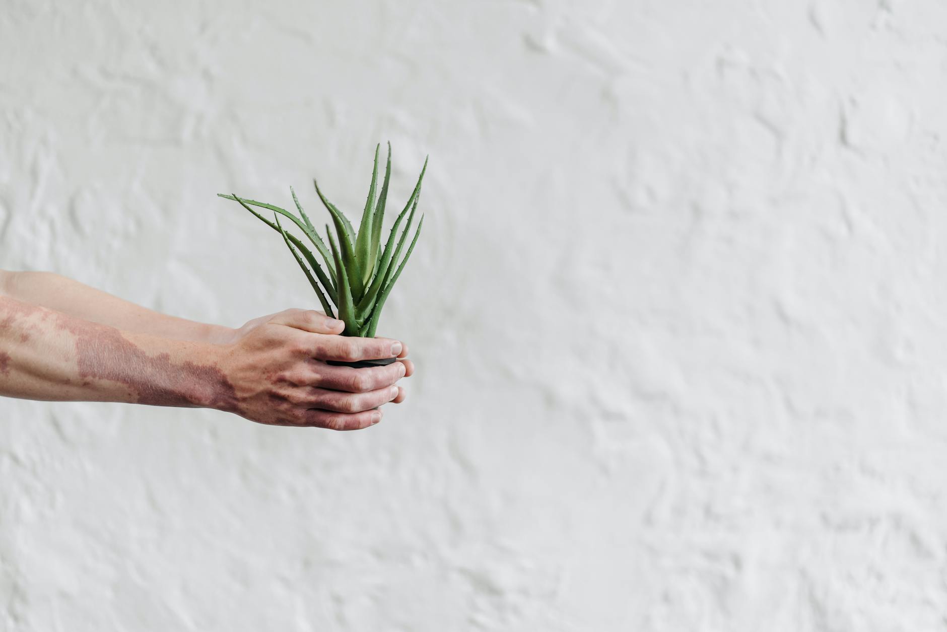 Aloe vera pour la peau : les vrais bienfaits — Savonnerie du Manoir