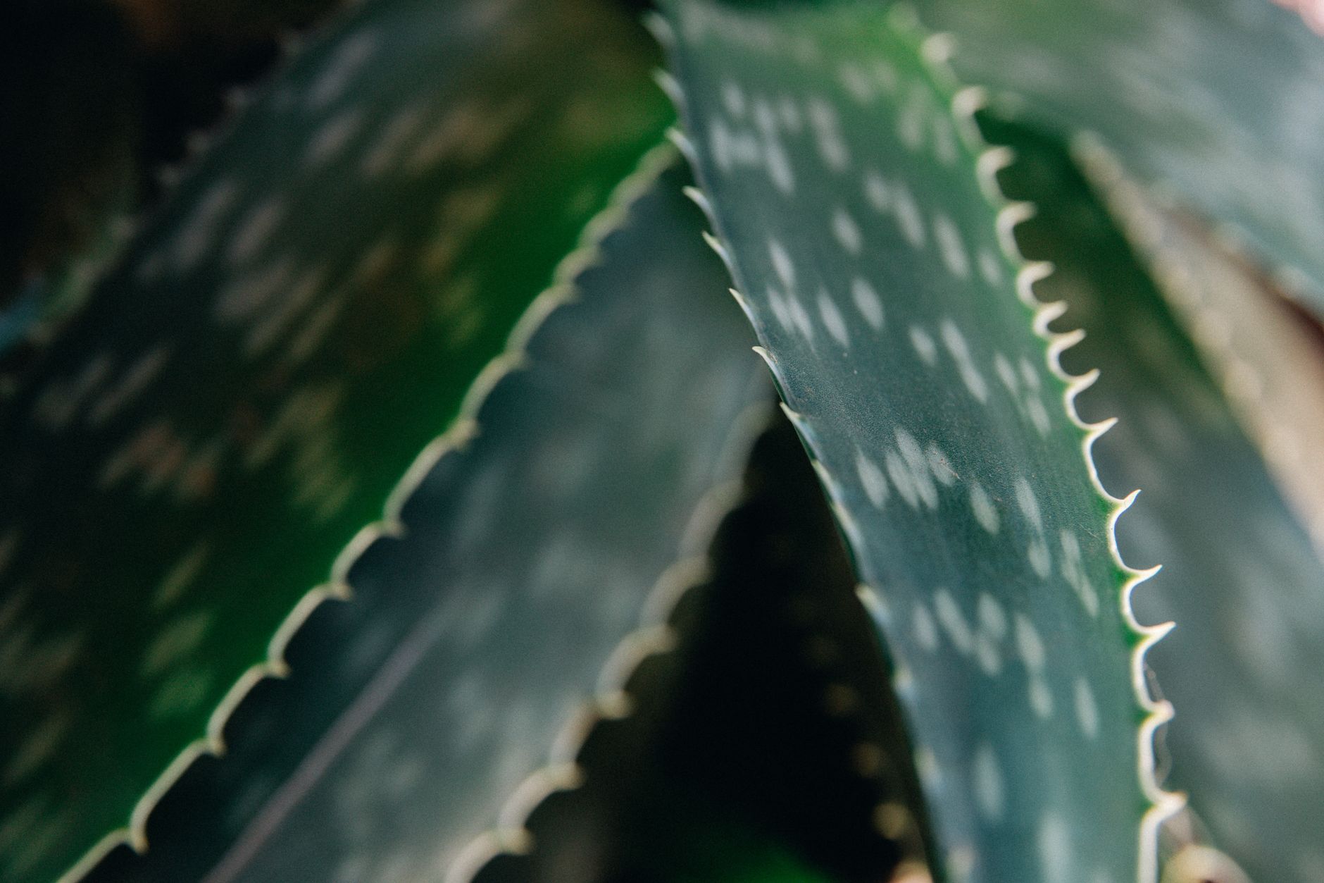 Aloe vera pour la peau : les vrais bienfaits 1 Aloe vera pour la peau : les vrais bienfaits — soins naturels artisanaux Normandie