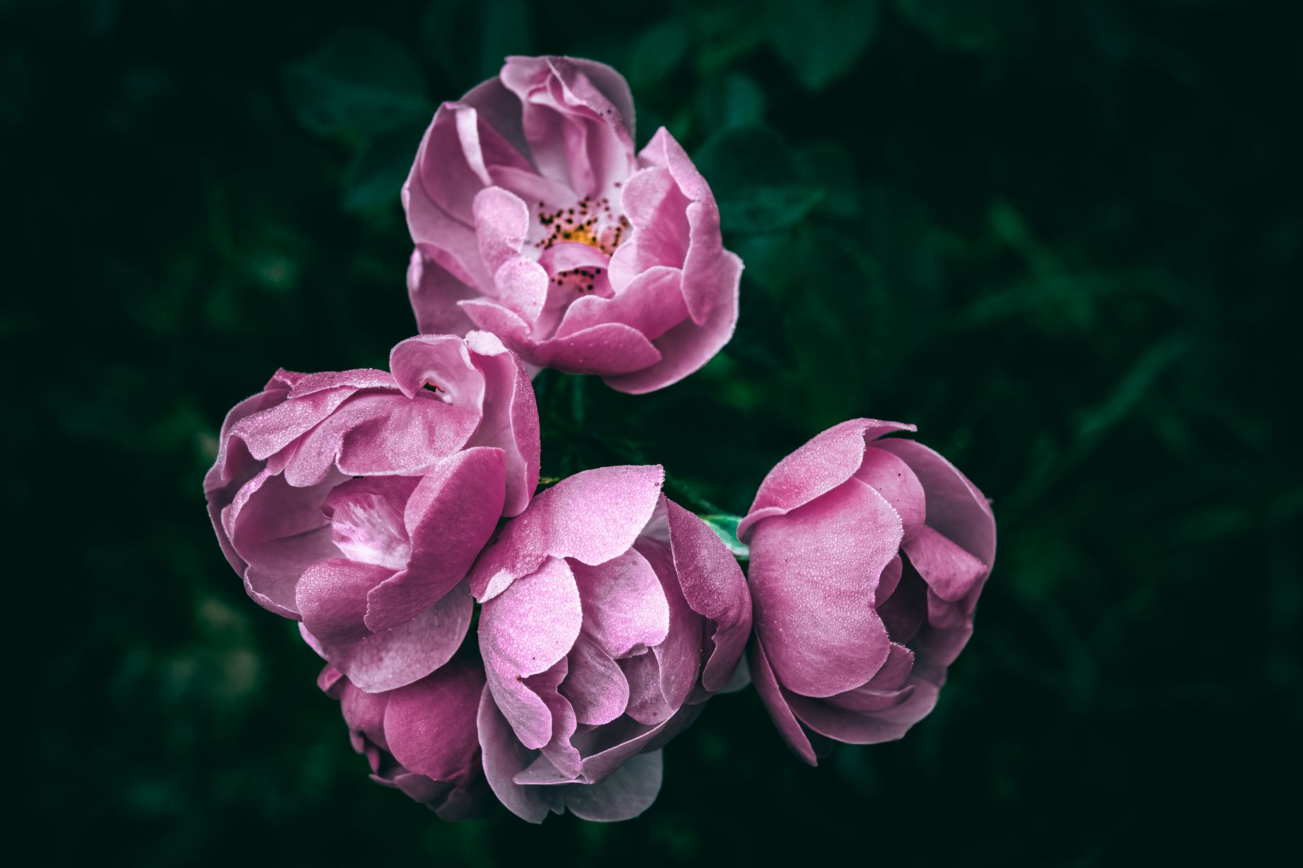 Eau florale de rose : l'hydrolat universel pour la peau — Savonnerie du Manoir