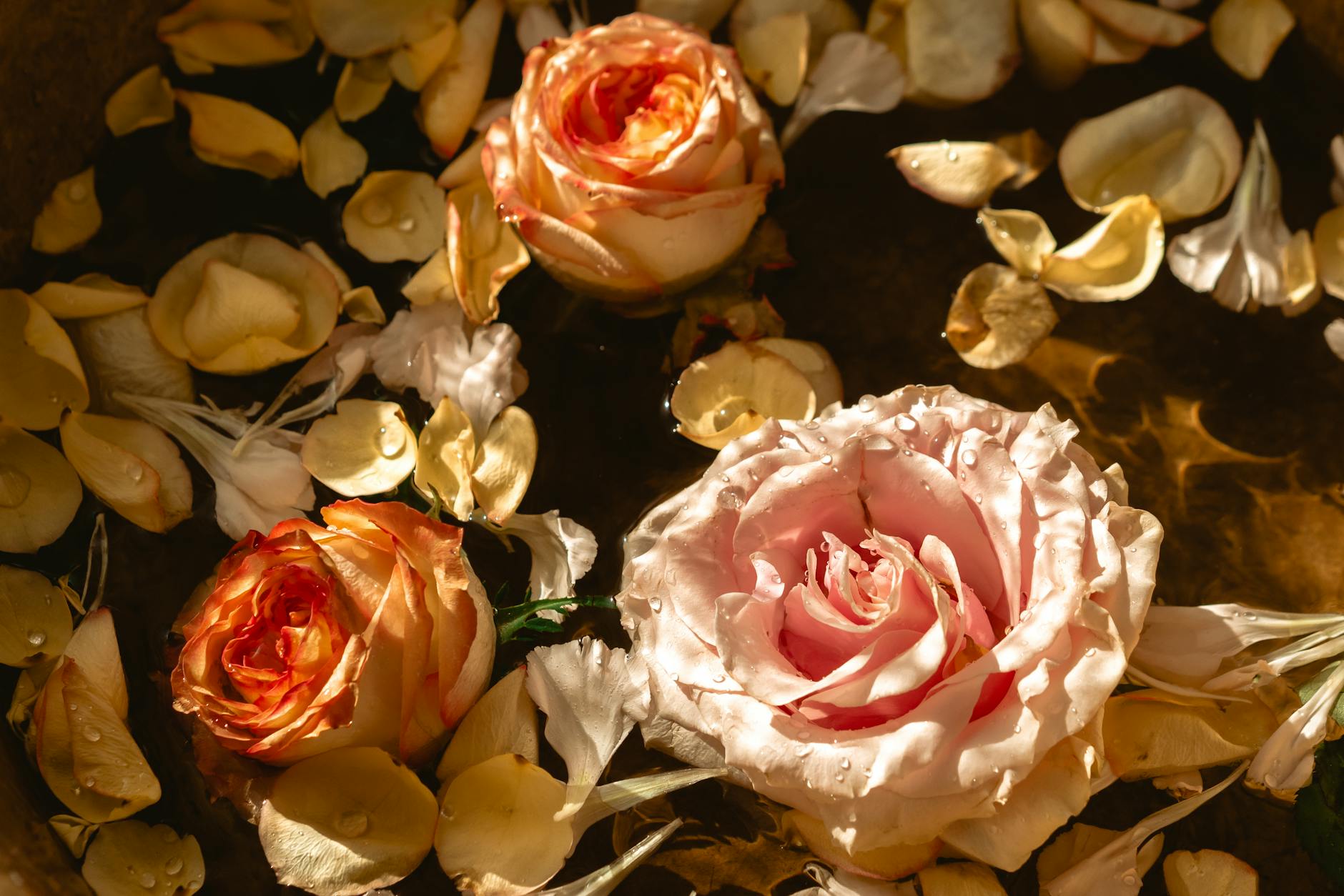 Eau florale de rose : l'hydrolat universel pour la peau 1 Eau florale de rose : l'hydrolat universel pour la peau — soins naturels artisanaux Normandie
