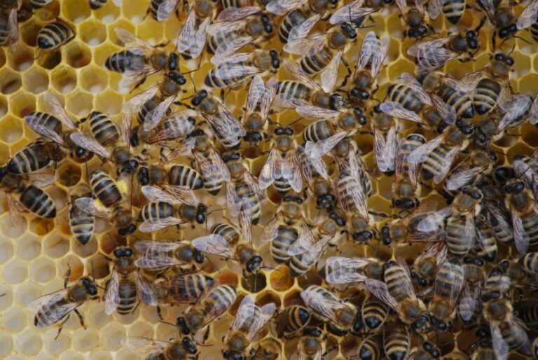 Propolis en cosmétique : antibactérien naturel pour la peau — Savonnerie du Manoir