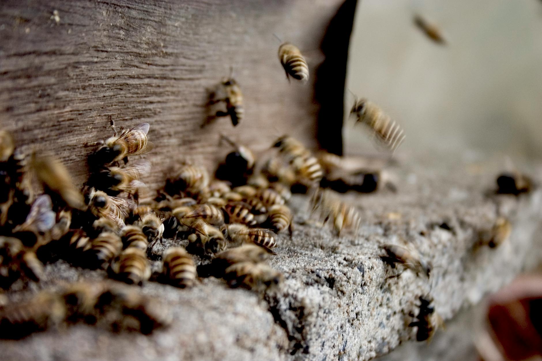 Propolis en cosmétique : antibactérien naturel pour la peau — soins naturels artisanaux Normandie