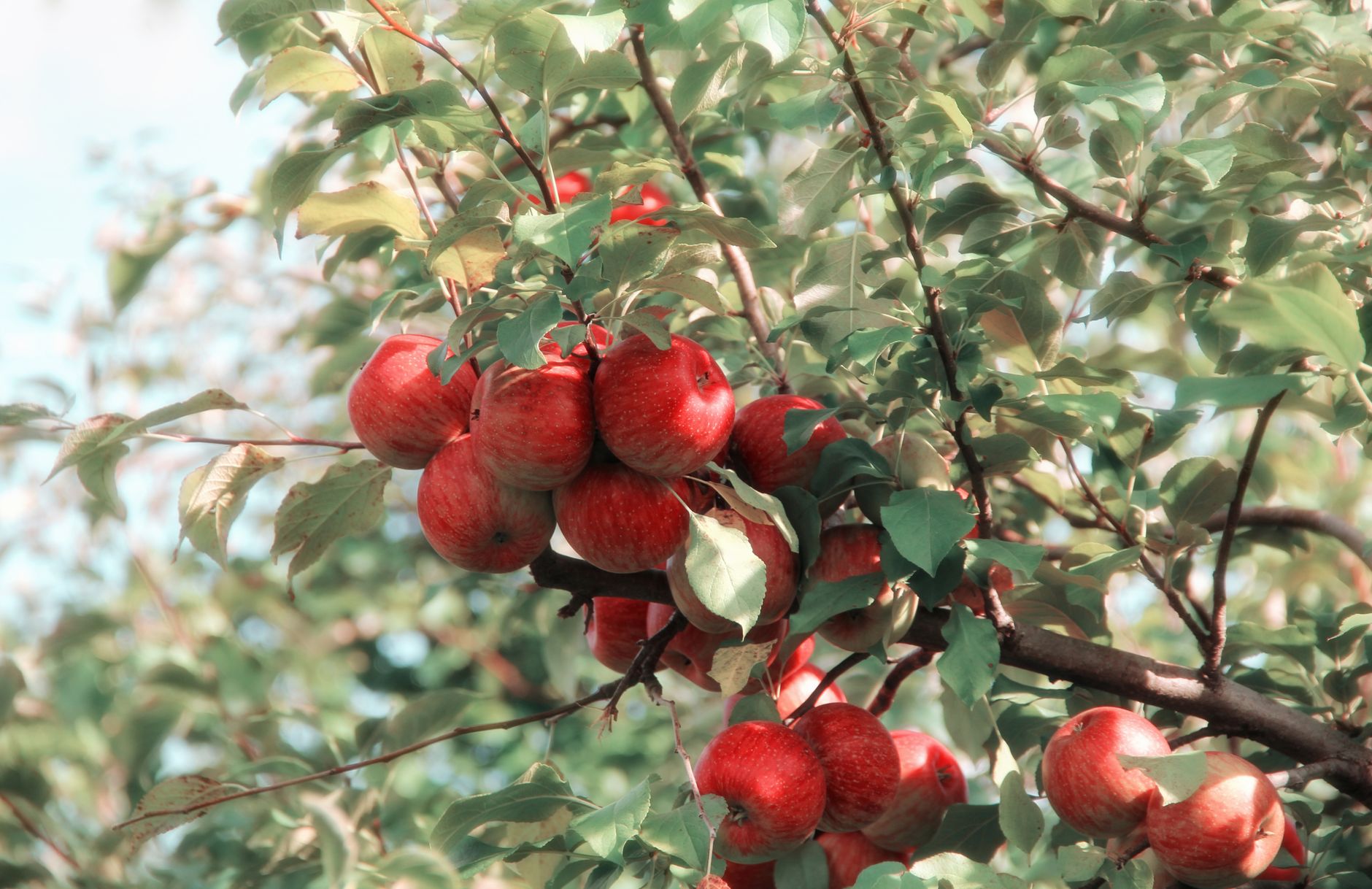 Vinaigre de cidre en beauté : peau, cheveux — les bons usages — Savonnerie du Manoir